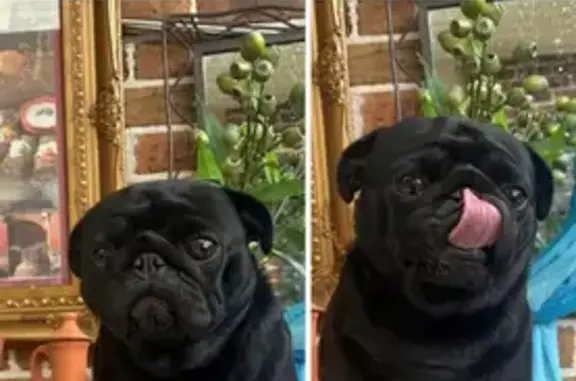 Lost Chubby Black Pug in Fairfield East