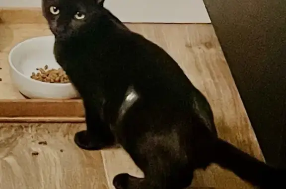 Chat perdu, Montpellier, photo: Chatte noire perdue à Montpellier