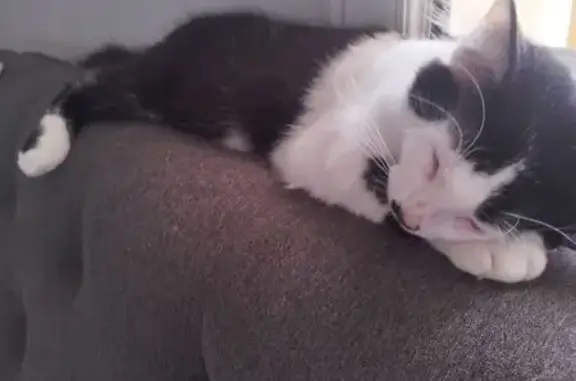 Animaux perdus Thiviers, photo: Chat perdu, moustache noire, Thiviers