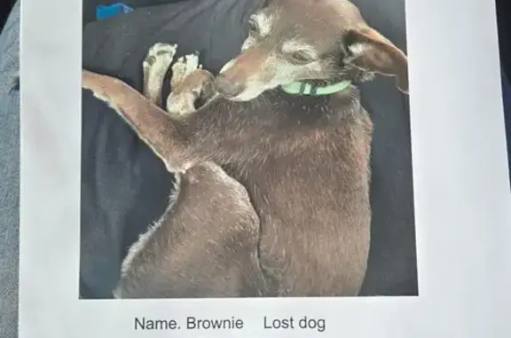 Lost: Friendly Dark Brown Chih...