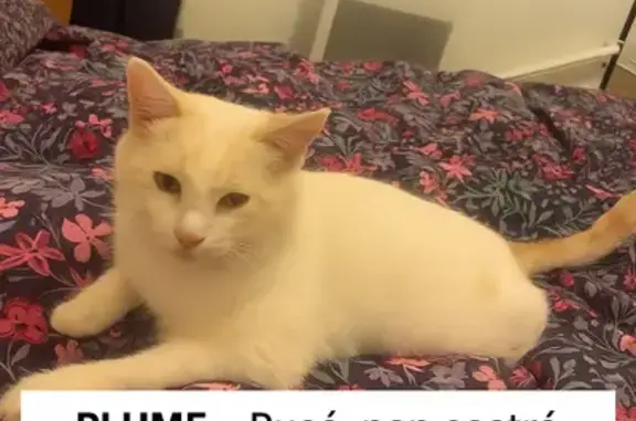 Chat perdu, blanc et roux, sociable, Ramonville - photo