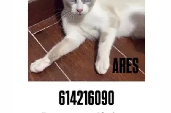 ¡Gato Perdido! Blanco y Gris en Jerez
