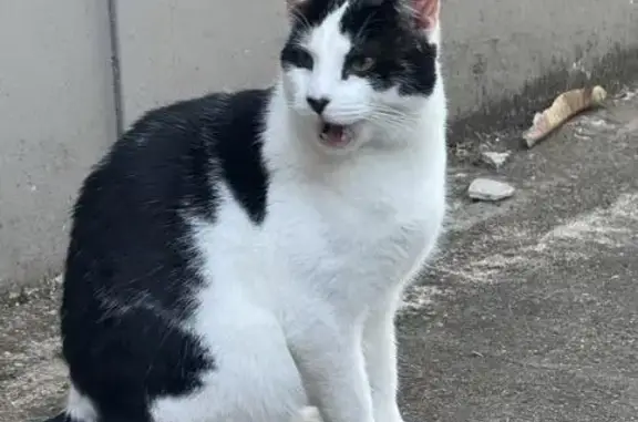 Missing cat , photo: Help Find Dollar: Missing Tuxedo Cat