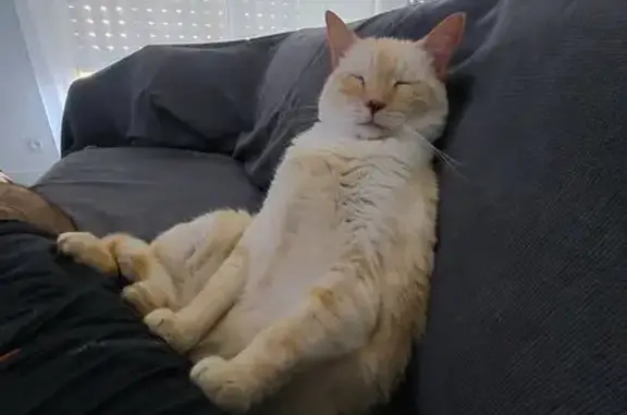 Chat perdu blanc-roux, pucé à Bénesse - photo