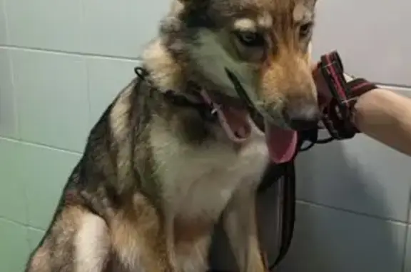 Perro Perdido en Vilanova: Marrón y Negro, 18kg