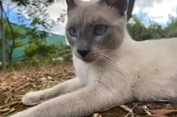 Chat siamois perdu à La Seyne-sur-Mer - photo
