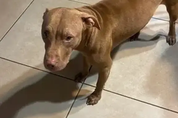 Perro Sociable Perdido en Ibiza, España