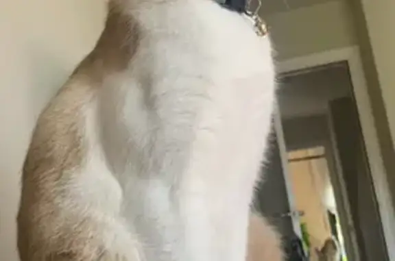 Gato Perdido en Sant Cugat: Marrón y Blanco