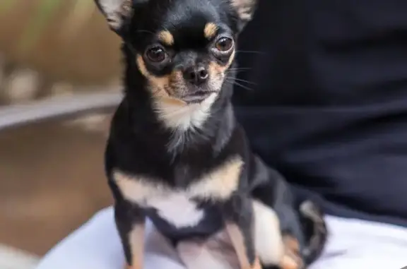 Perros perdidos, , foto: Perro negro perdido en Begues: ¡Ayuda!