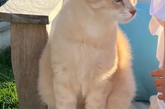 Animaux perdus , photo: Chat roux perdu à Chaumes-en-Retz