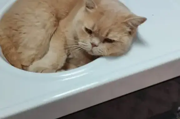 Chat British beige perdu à Salindres - photo