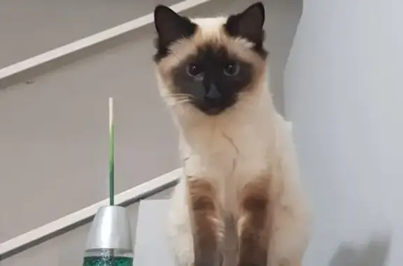 gato desaparecida