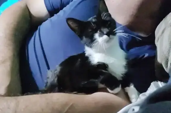 Gatos perdidos, San Luis Potosi, foto: ¡Ayuda a Encontrar a Julia, Gatita Perdida!