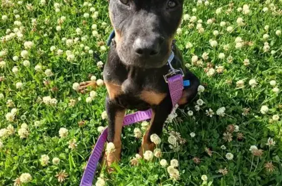 Lost 9-Week Puppy 