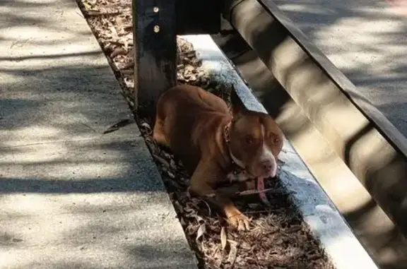 cachorro encontrada