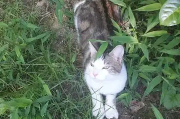 Chat perdu: grand, tigré, harnais turquoise - photo