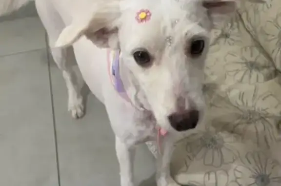 cachorro desaparecida