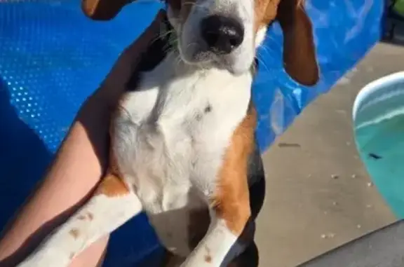 Missing dog Hesperia, photo: Lost Shy Beagle: Munn St, Hesperia