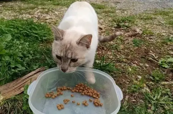 Animaux trouvés , photo: Chatte crème aux yeux bleus trouvée
