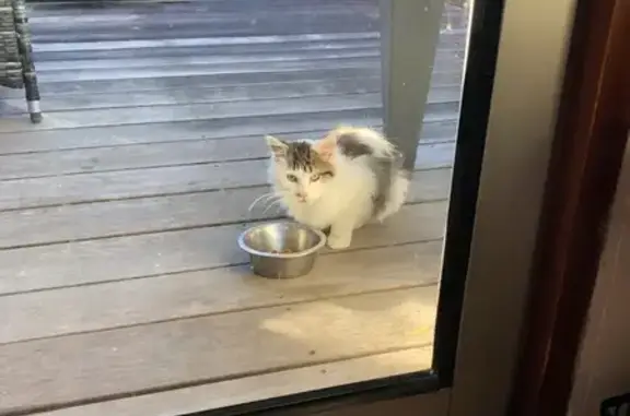 Chat trouvé , photo: Chaton craintif trouvé à Cleurie