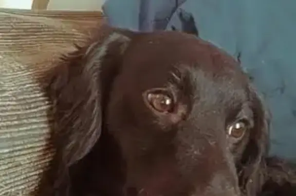 cachorro desaparecida