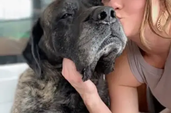 Lost 165lb Brindle Dog in Newport, VT