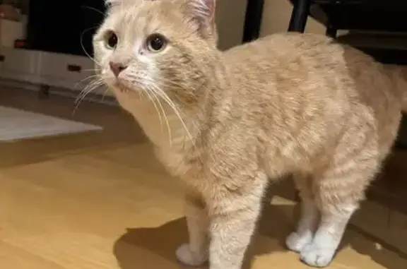 Found cat , photo: Found Ginger Kitten on Point Cook Rd