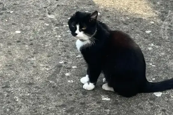 Animaux perdus Cérans-Foulletourte, photo: Chat perdue noir et blanc, Minette, craintive