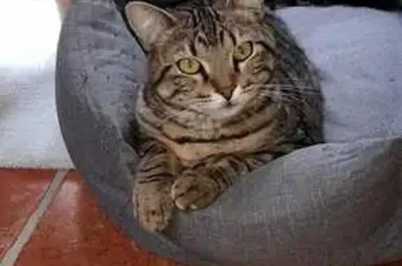 Chat perdu, , photo: Chat tigré perdu à Divajeu