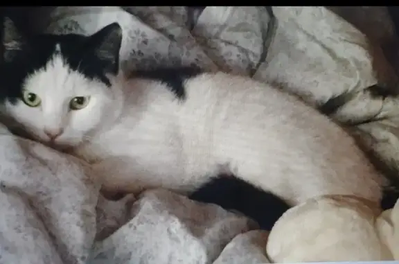 Lost pets Cessnock, photo: Timid Black & White Cat Lost in Cessnock