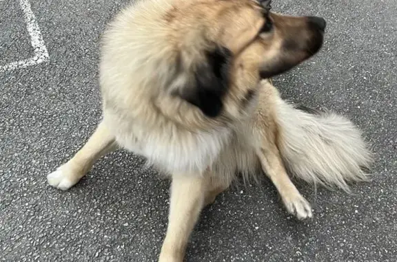 Chien perdu Croisé Kangal sable La Chambre - photo