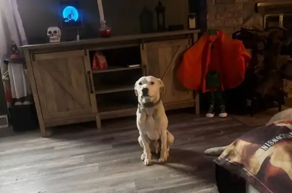 Lost Skittish White Dog - Saint Mary