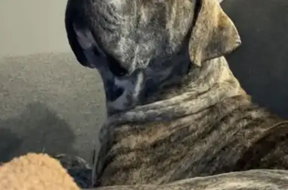 Missing dog Melissa, photo: Friendly Lost Dog: White Snout & Paws