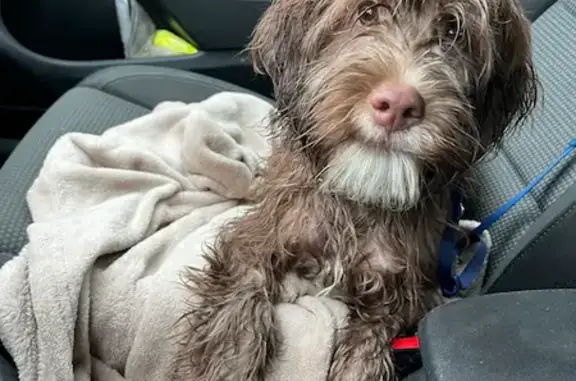 Animaux trouvés , photo: Chiot marron trouvé à Mercenac