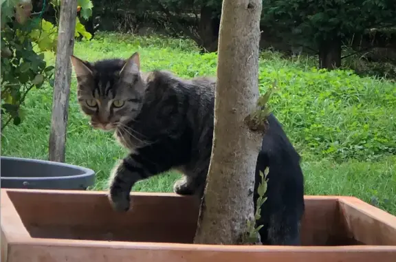 Chat perdu, Lectoure, photo: Chat perdu à Lectoure le 6 octobre 2025