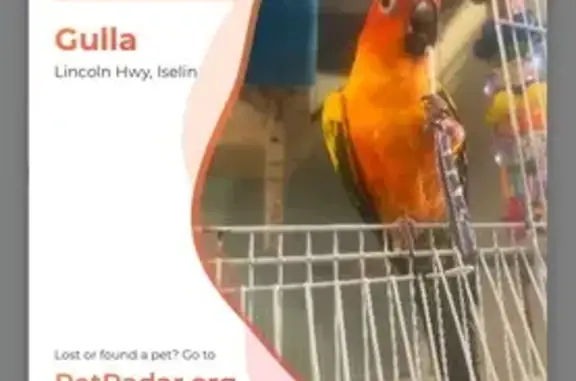 Lost pets , photo: Lost Bird: Yellow & Green, Red Cheeks