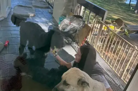 Lost: 2 Black Poodles, Lakewood Lane