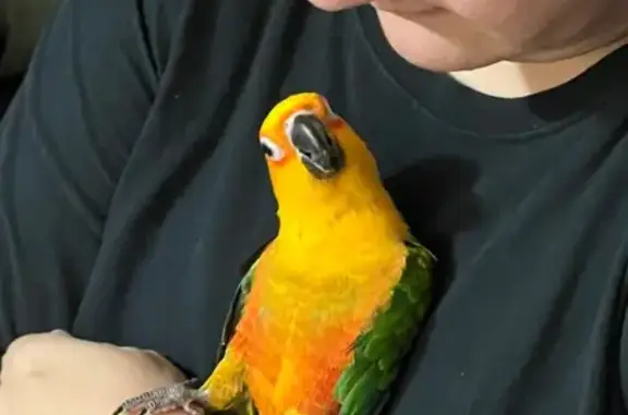 Help Bring Birdie Home: Lost Parrot Alert