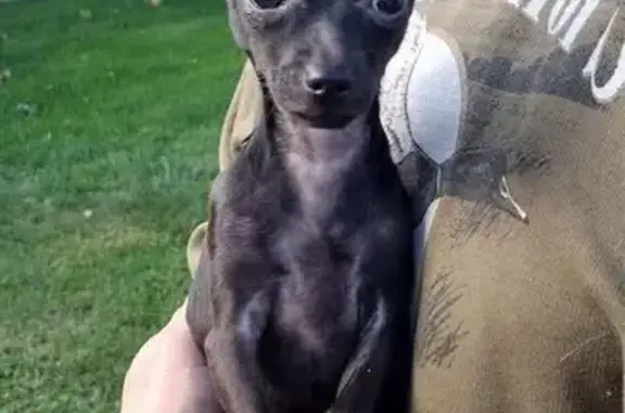 Missing dog Noblesville, photo: Lost Teacup Chihuahua: Gray Road, IN