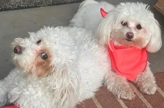 Missing dog , photo: Lost Maltipoo Duo: White, Bandaged Leg