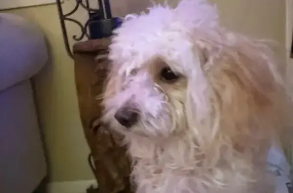 Found dog Houston, photo: Found: Small Beige Dog on Chimney Rock