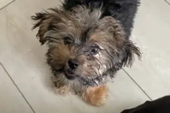 Missing dog Greenacres, photo: Lost Dog 'Cookie': Half-Shaved, Very Friendly