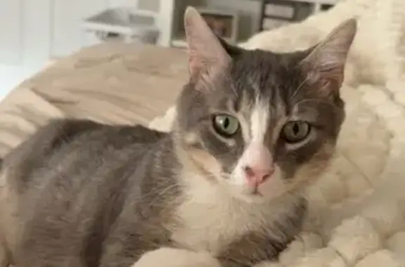 Lost Grey Cat: White Paws, Green Eyes