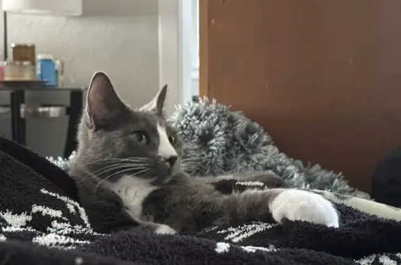 Lost Cat: Gray with White Markings, Oshkosh