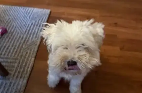 Found dog DeForest, photo: Sweet White Terrier Found in DeForest