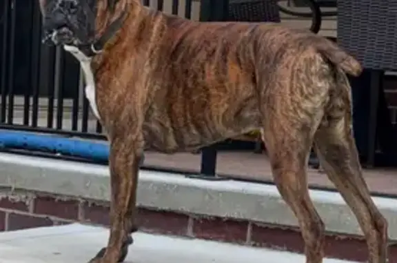 Missing dog , photo: Lost Dog Roman: Nervous, Loves Tennis Balls