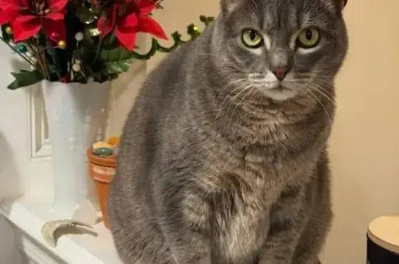 Missing cat Center Moriches, photo: Lost Cat: Blue Harness & Orange Bandage