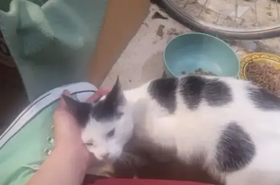 Lost and found pets Charlotte, photo: Found: White Cat with Unique Black Spots