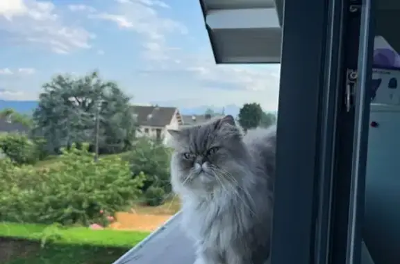 Chat perdu, Prigonrieux, photo: Chatte grise perdue à Prigonrieux