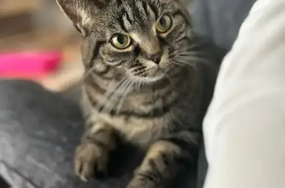 Chat perdue, rue Jean Monnet, Valdoie - photo